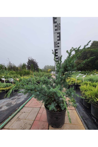 Ялівець китайський Блю Альпс - 5л-вис.45-60см/Ø40-50см